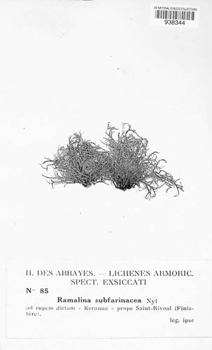 Ramalina subfarinacea image